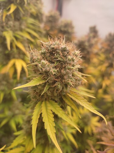 Growreport Bild 20
