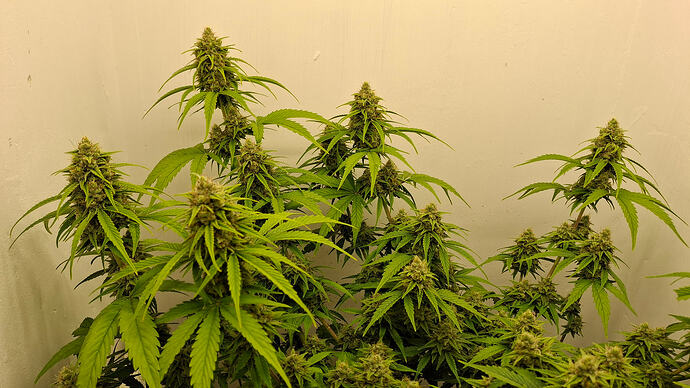 Growreport Bild 313
