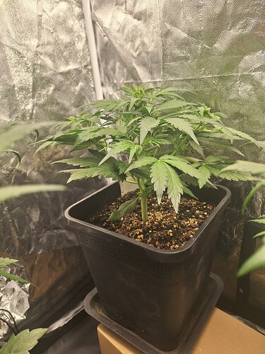 Growreport Bild 3
