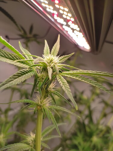 Growreport Bild 16