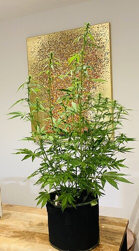 Growreport Bild 2