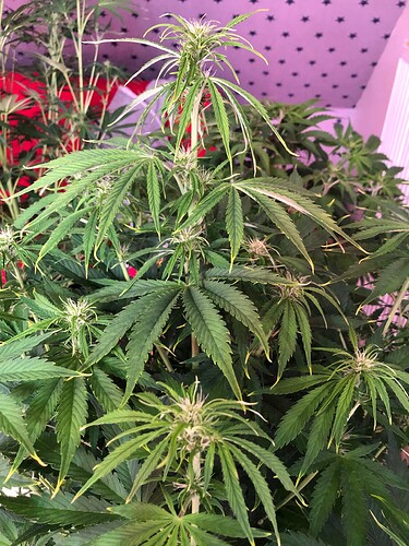Growreport Bild 3