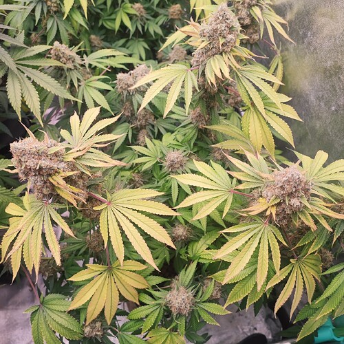 Growreport Bild 99