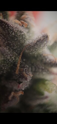 Screenshot_20250311_183449_Video Player