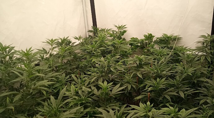 Growreport Bild 3