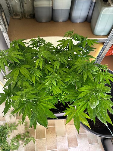 Growreport Bild 55