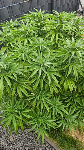 Growreport Bild 2
