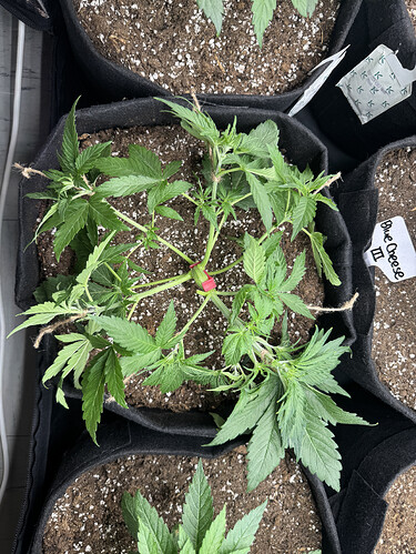 Growreport Bild 1