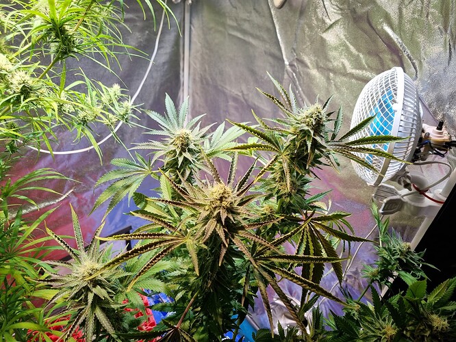 Mehrere blühende Cannabispflanzen in einem Growzelt mit einem Ventilator im Hintergrund.