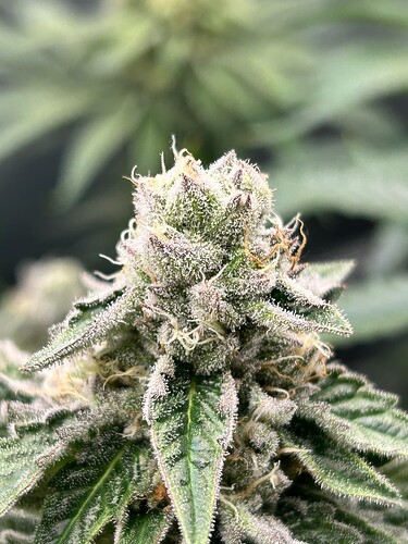 Growreport Bild 14