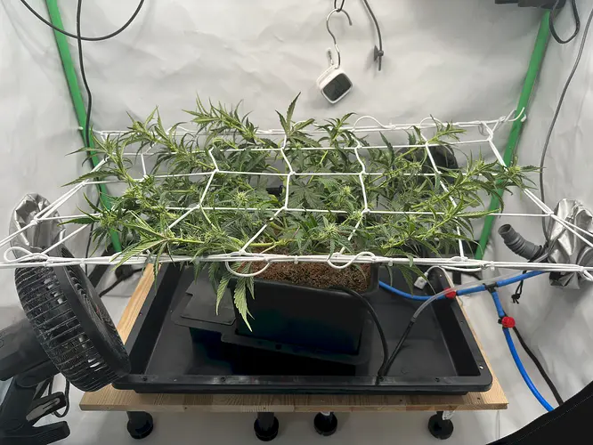 Growreport Bild 4