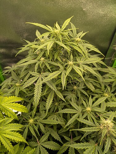 Growreport Bild 8