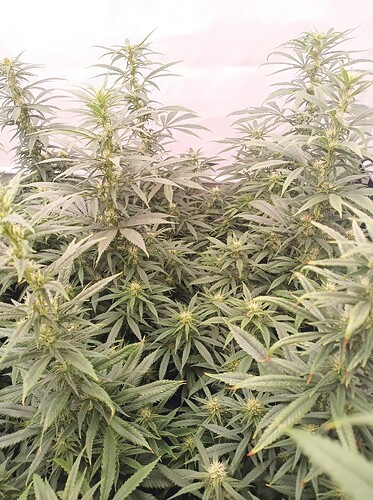 Growreport Bild 10