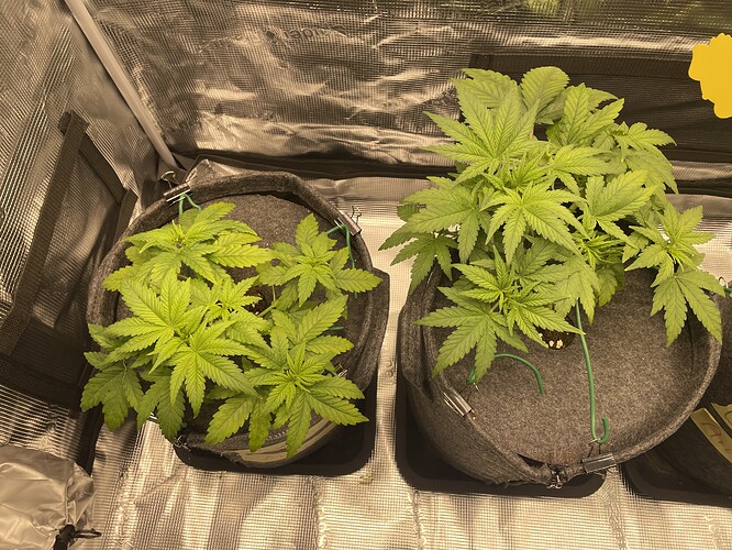 Zwei junge Cannabis-Pflanzen in Vlies-Töpfen, die sich in der Wachstumsphase befinden.
