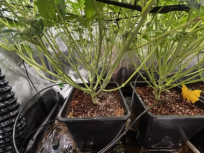 Growreport Bild 79