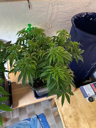Growreport Bild 7