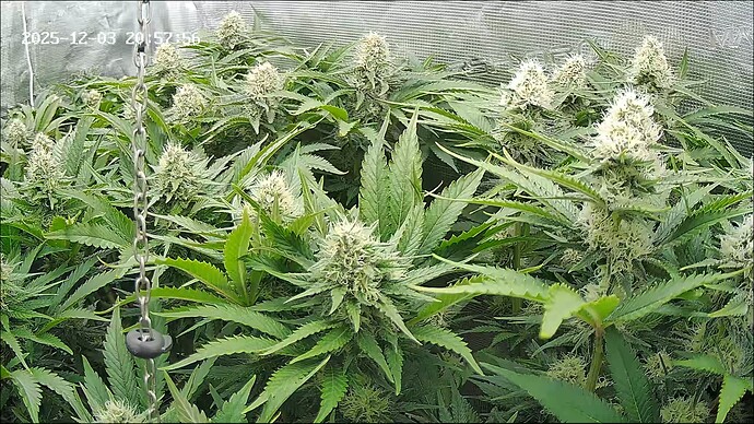 Growreport Bild 7