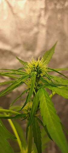 Growreport Bild 5
