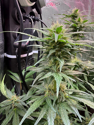 Growreport Bild 35