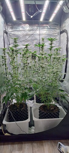 IMG_20250221_103100525_HDR