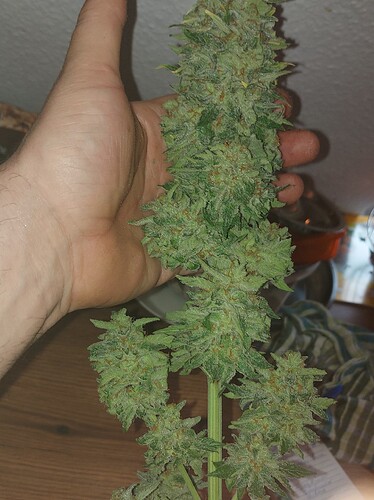 Growreport Bild 7