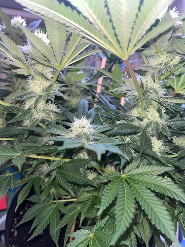 Cheese 19624 Bud 2
