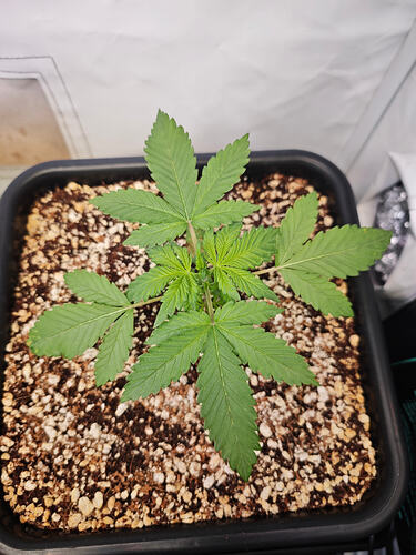 Growreport Bild 34