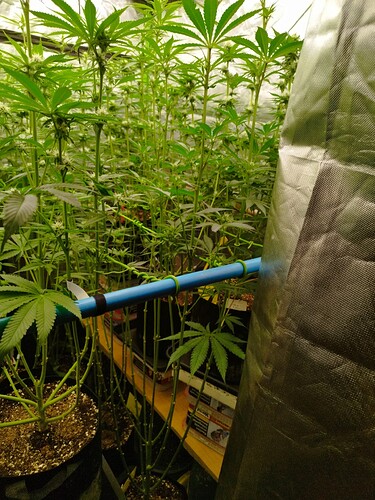 Mehrere junge Cannabispflanzen in einem Zelt, die sich in der Blütephase befinden. Sie sind dicht beieinander gepflanzt und zeigen erste Anzeichen von Blütenbildung.