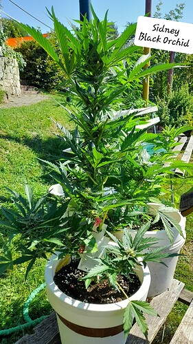 Growreport Bild 17