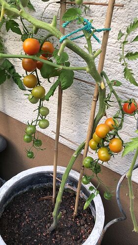 Growreport Bild 59