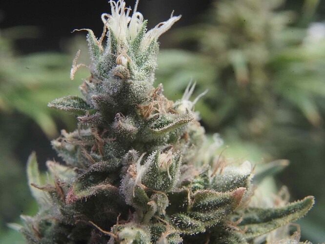 Growreport Bild 7