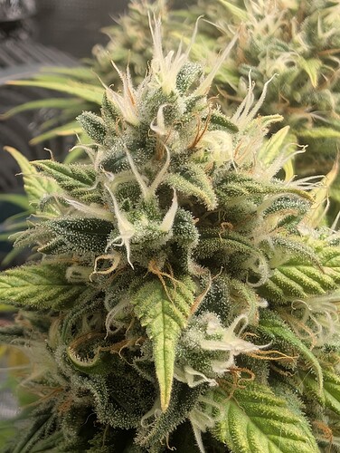 Growreport Bild 8
