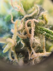 Growreport Bild 19