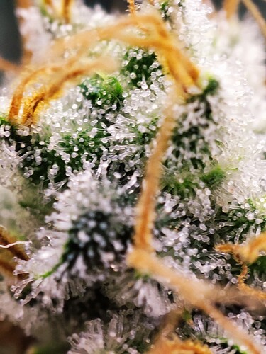 Growreport Bild 19