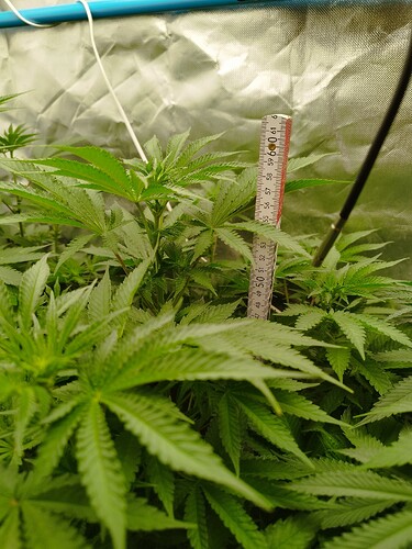 Growreport Bild 7