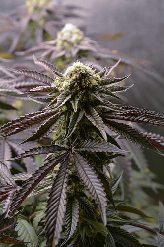 Growreport Bild 6