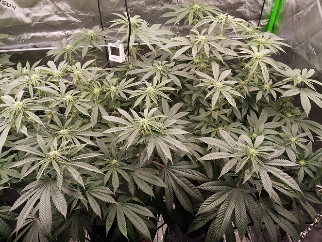 Growreport Bild 4