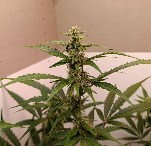 Growreport Bild 7