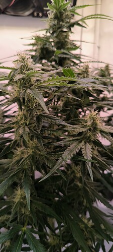 Growreport Bild 6