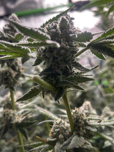 Growreport Bild 26