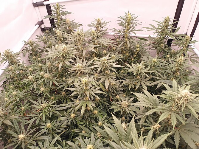 Growreport Bild 75