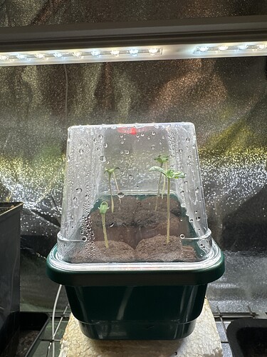 Growreport Bild 29