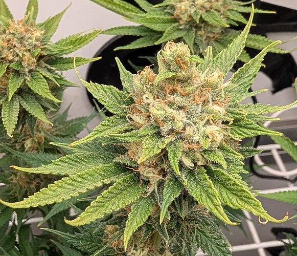 Growreport Bild 38