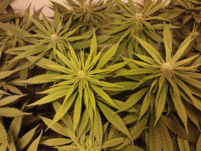 Growreport Bild 6