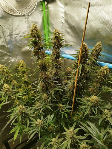 Growreport Bild 15