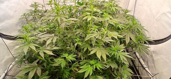 Growreport Bild 13