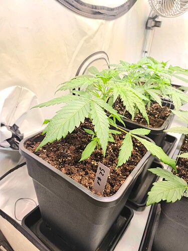 Growreport Bild 2