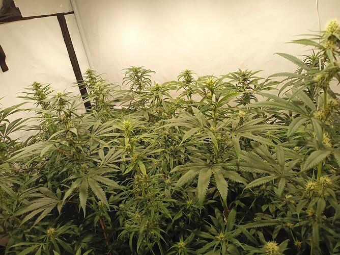Growreport Bild 1