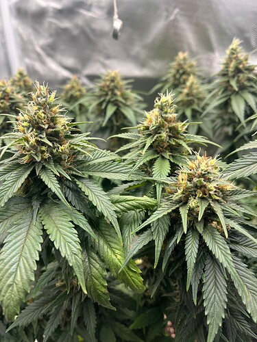 Growreport Bild 2