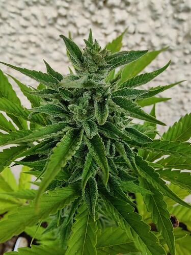 Growreport Bild 16